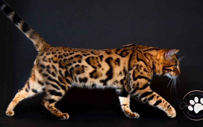 Bengal kitten for sale